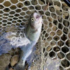 秋川国際マス釣場へ行ってきました2