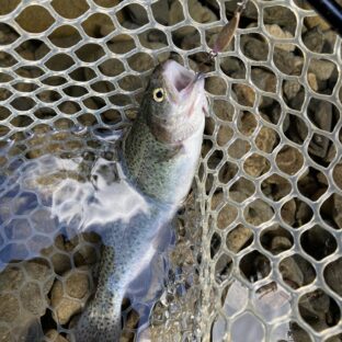 秋川国際マス釣場へ行ってきました2